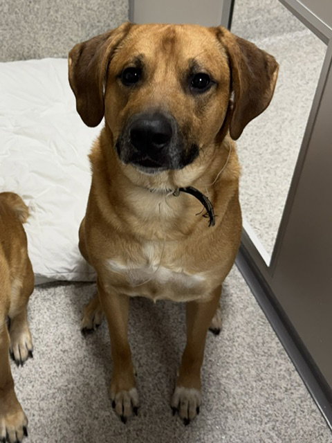 picture of the dog needing adoption