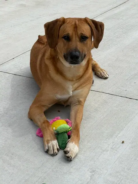 Rusty Dog - Rhodesian Ridgeback