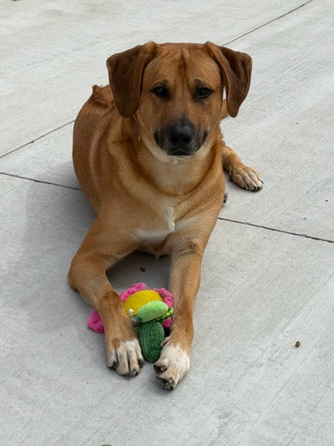 picture of the dog needing adoption