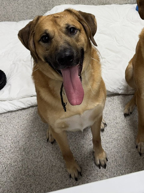 picture of the dog needing adoption