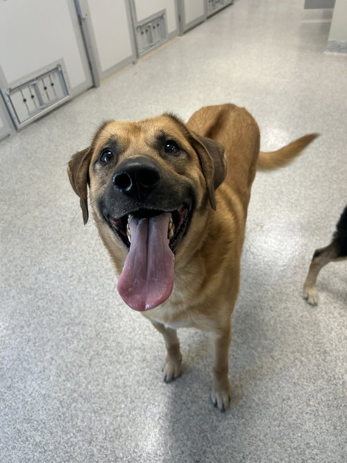 picture of the dog needing adoption