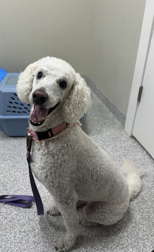 picture of the dog needing adoption