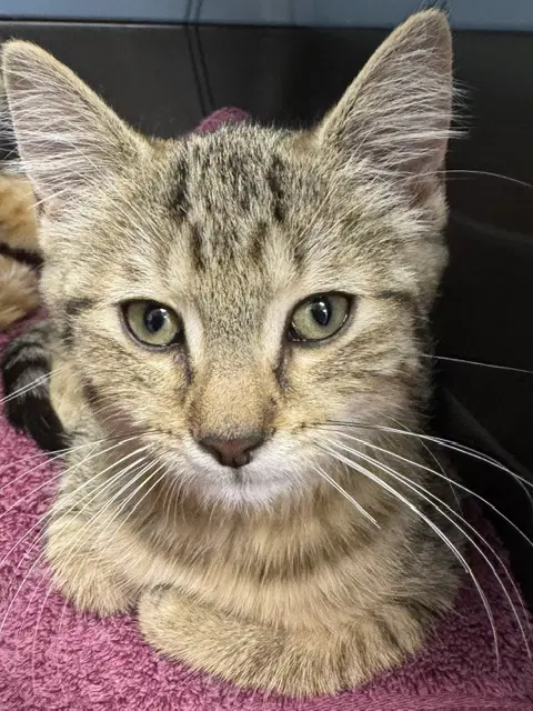Kate - Domestic Short Hair