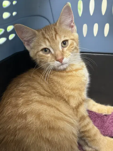 Marv - Domestic Short Hair