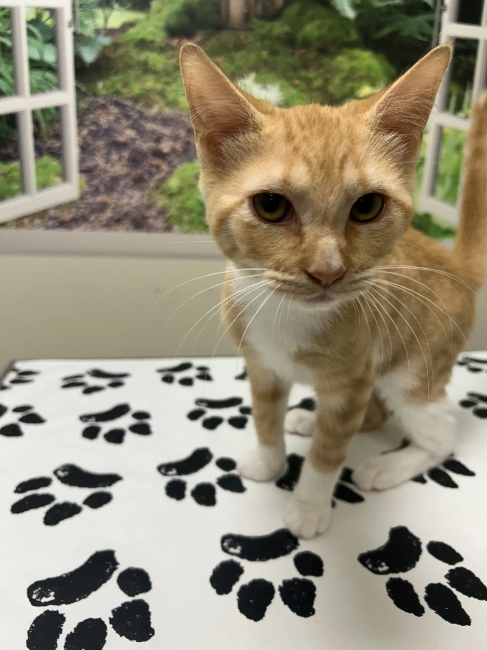 Trooper - Domestic Short Hair
