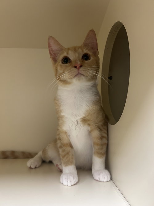 picture of the cat needing adoption