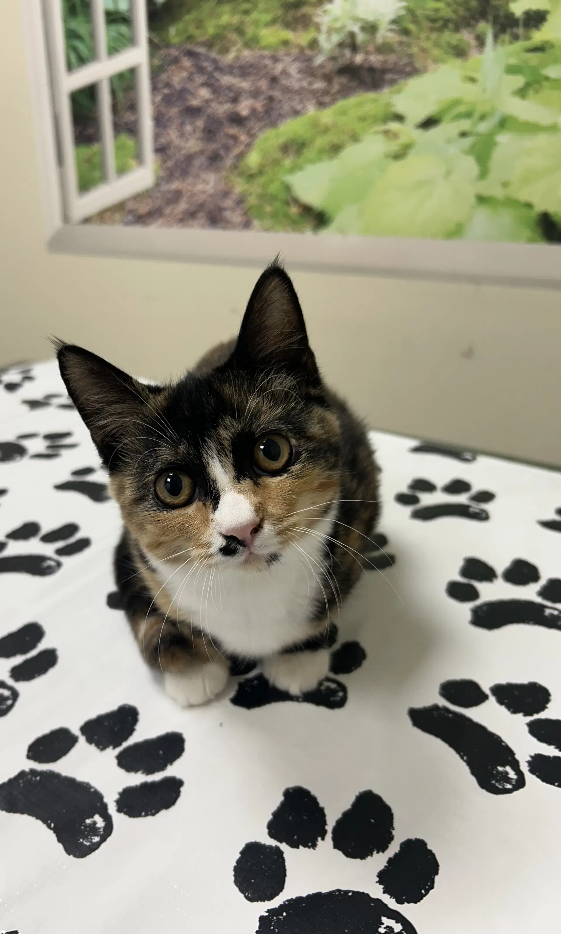 Moe - Domestic Short Hair