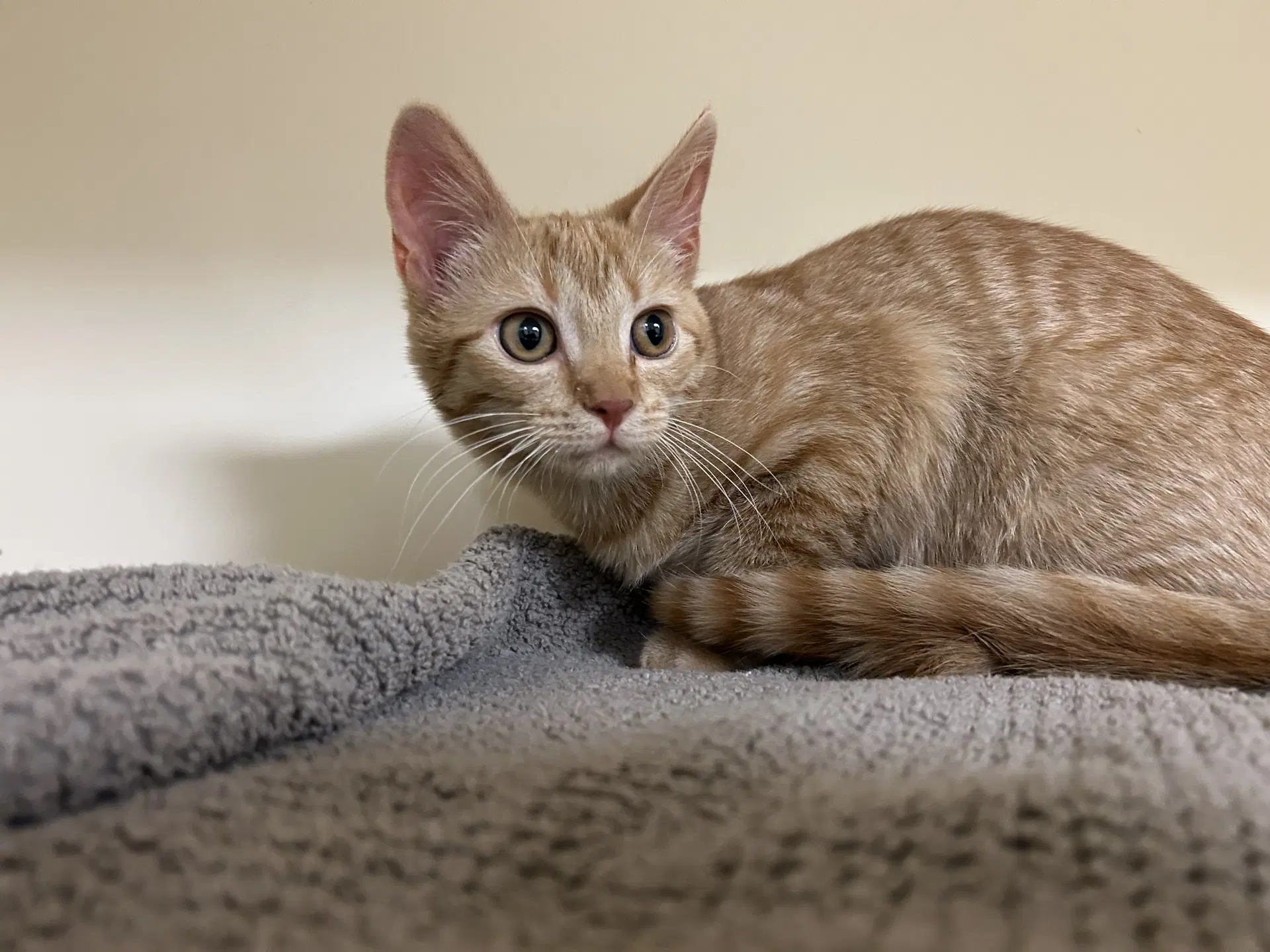 Tilly - Domestic Short Hair