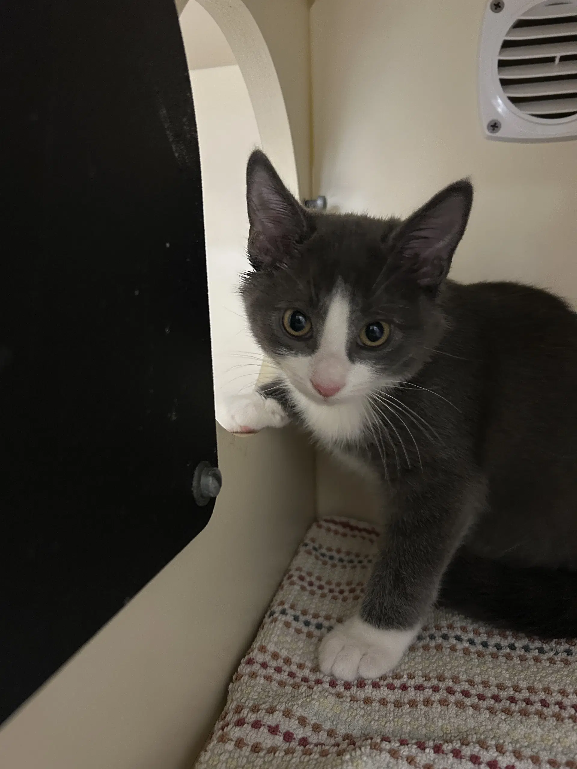 Biff - Domestic Short Hair