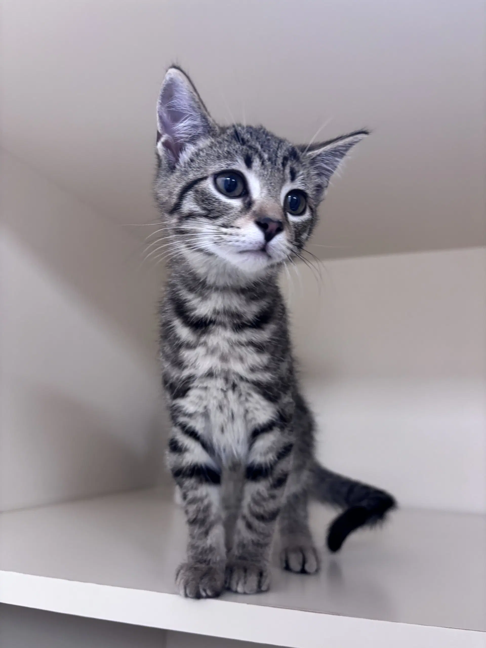Stormy K - Domestic Short Hair