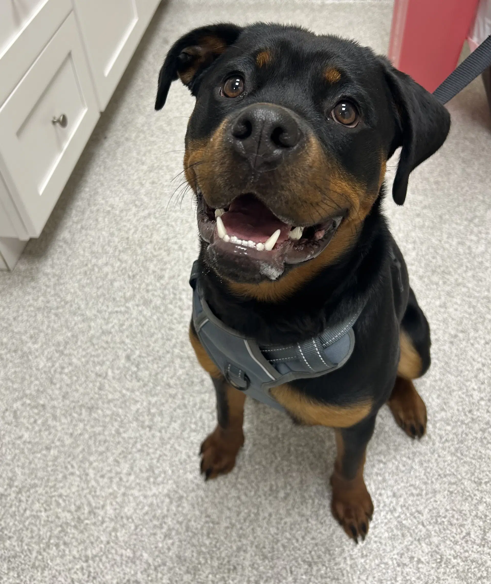 Ava - Rottweiler