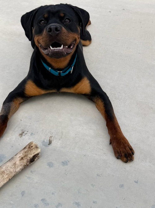 picture of the dog needing adoption