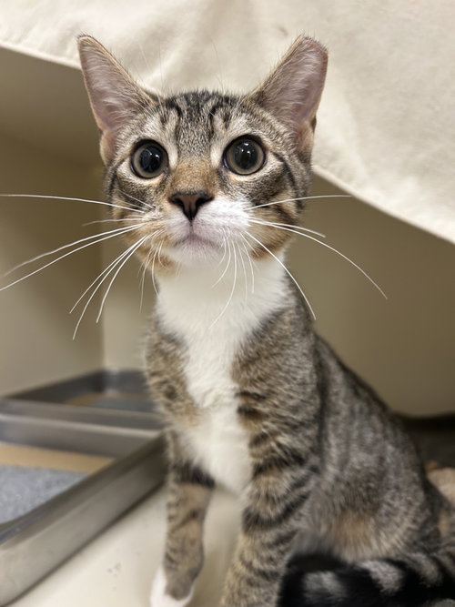 Leo, a cat for adoption from Pet Pantry of Lancaster County, Inc.