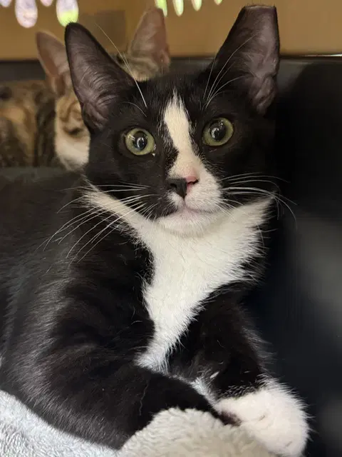 Tux image 2