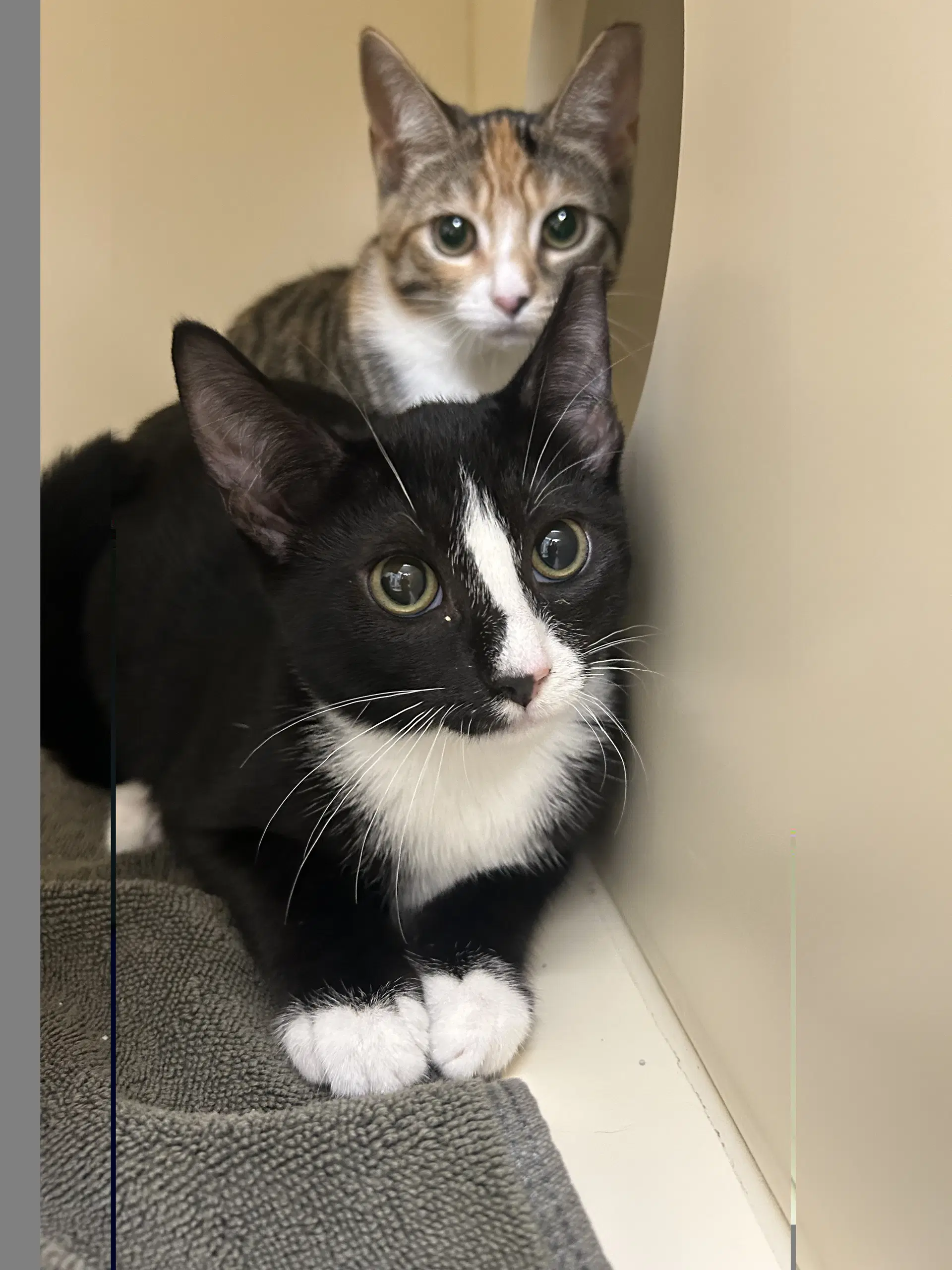 Tux - Domestic Short Hair