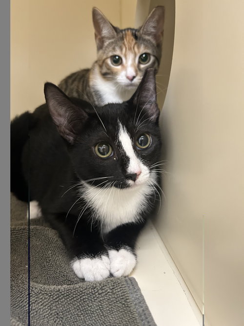 Tux, a cat for adoption from Pet Pantry of Lancaster County, Inc.