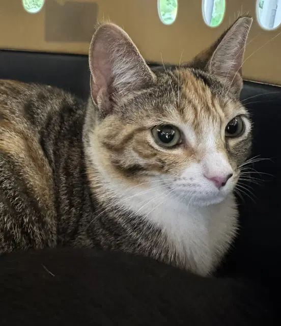 Callie image 2