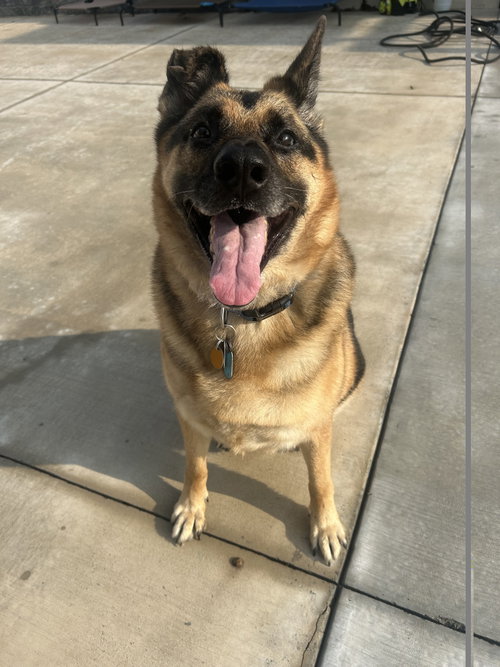 picture of the dog needing adoption