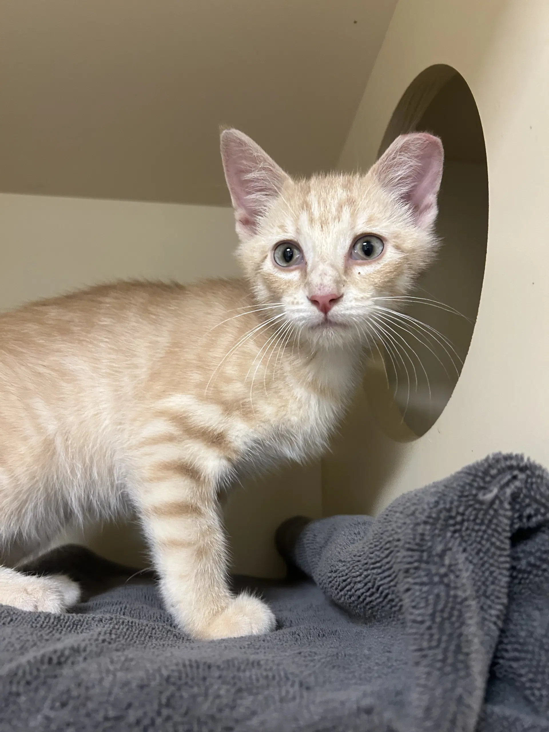 Bleue - Domestic Short Hair