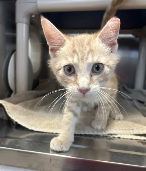 picture of the cat needing adoption