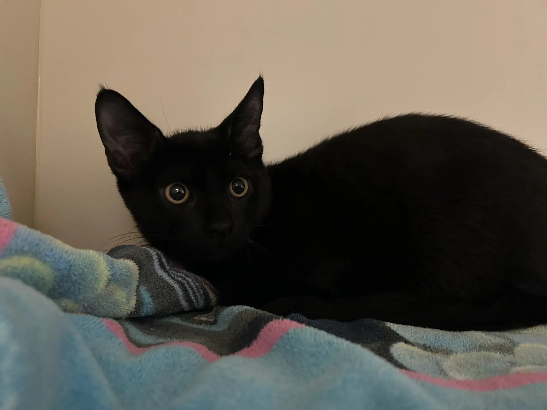 Quincy - Domestic Short Hair