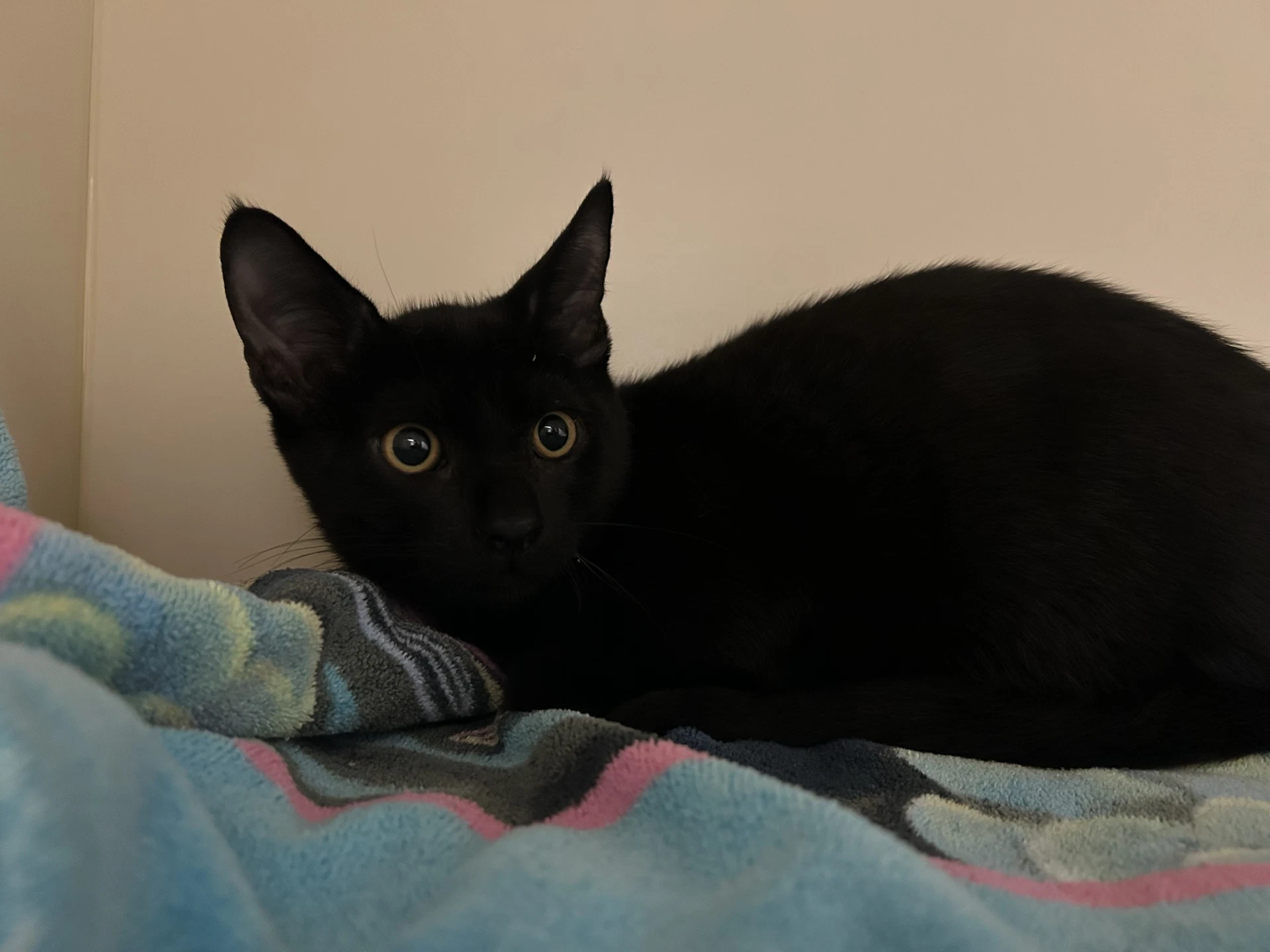 Quincy