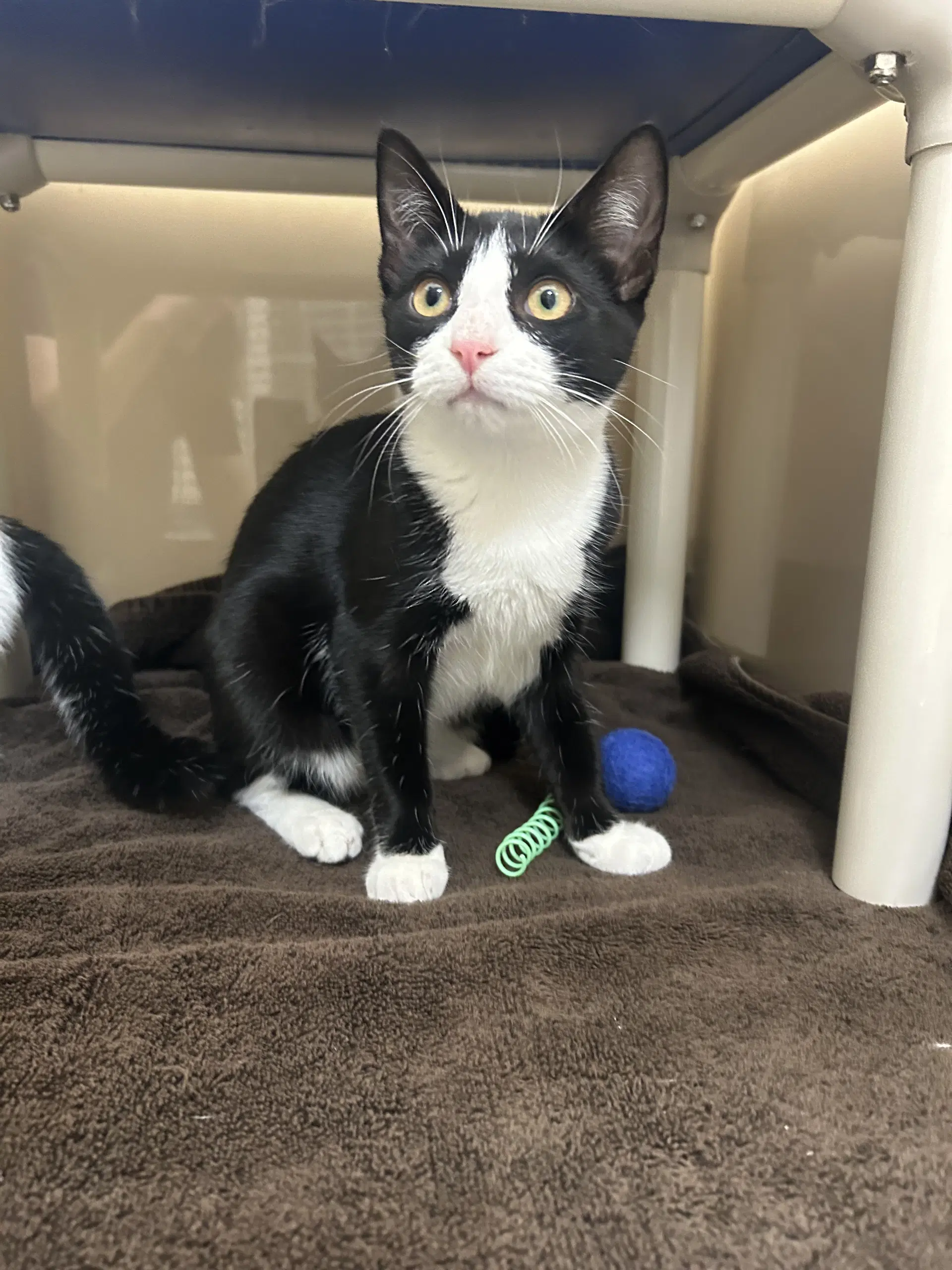 Udella - Domestic Short Hair