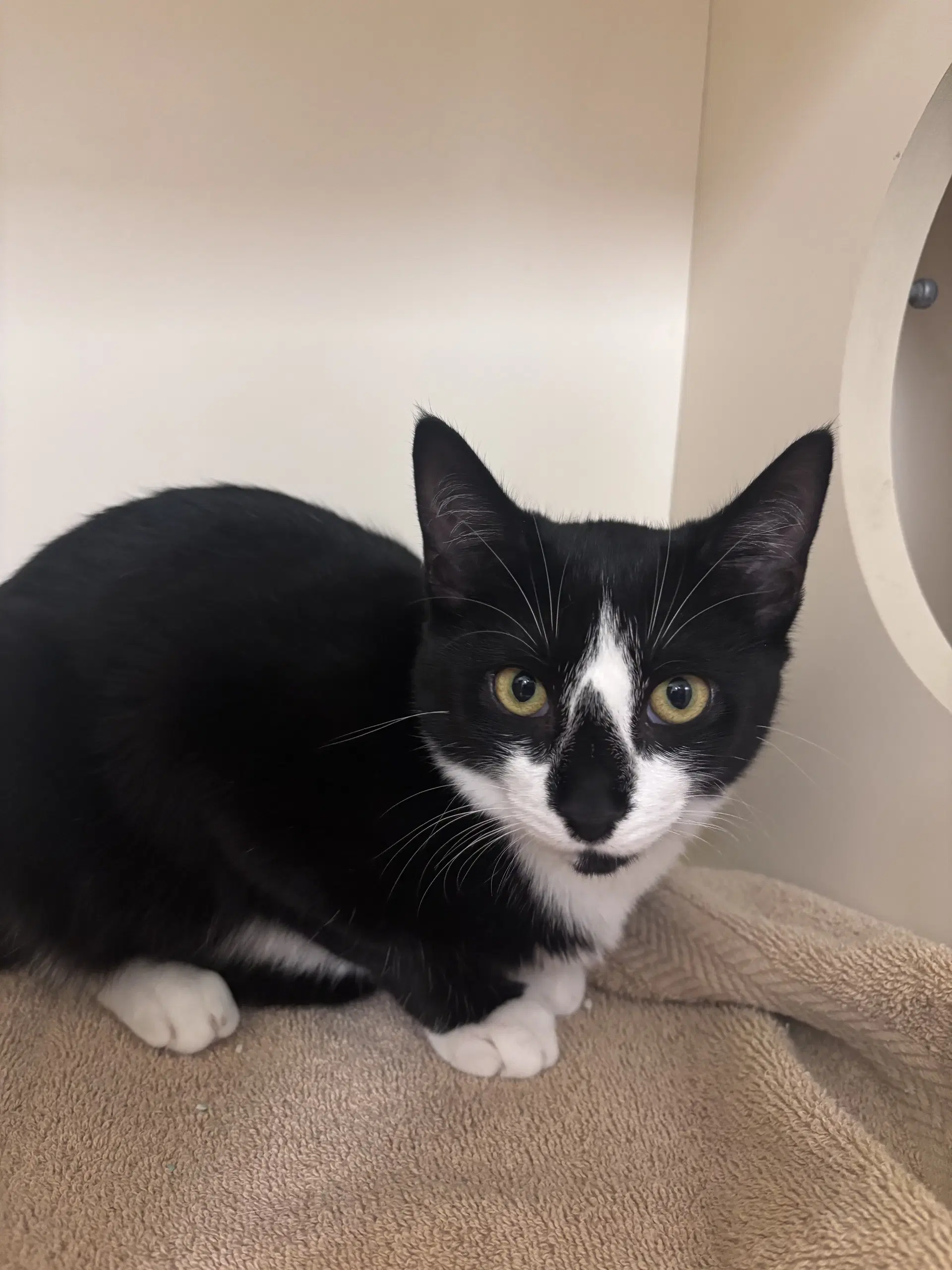 Ulani - Domestic Short Hair