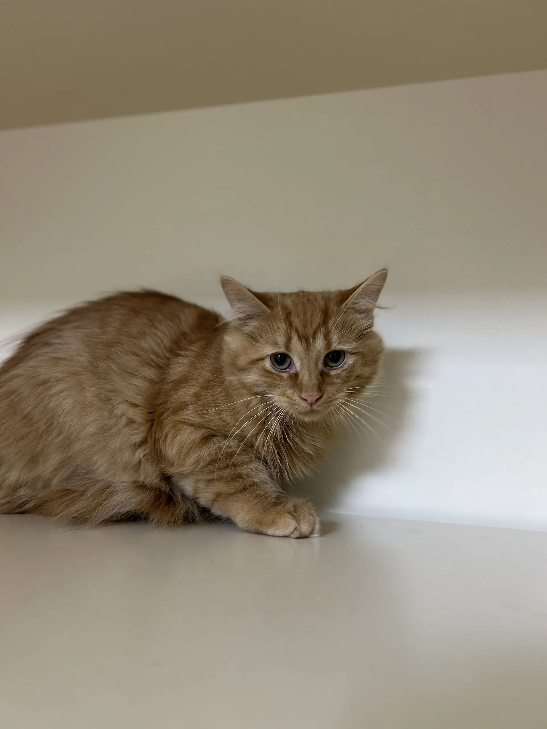 Ginger - Domestic Long Hair