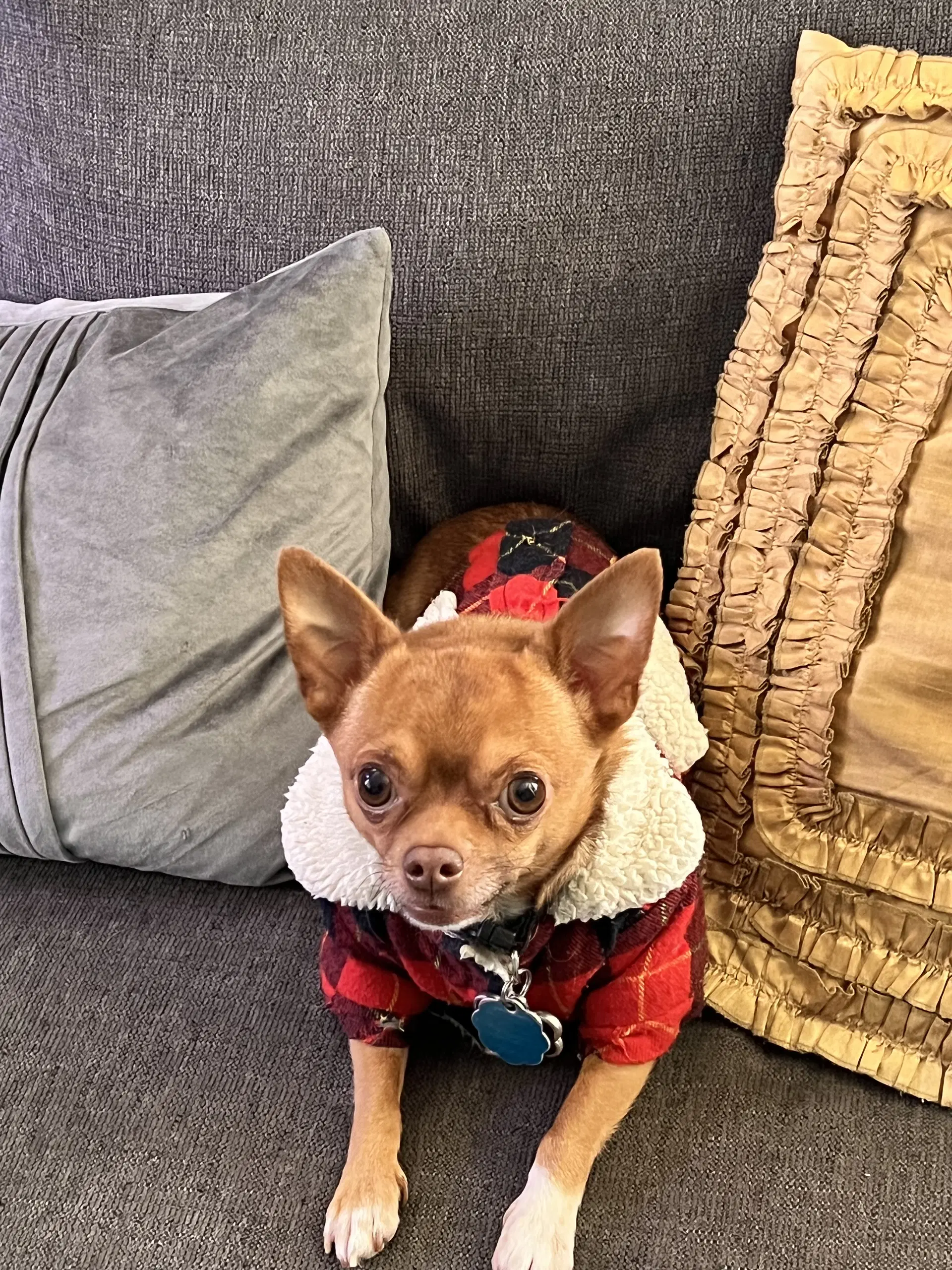 Kai - Chihuahua