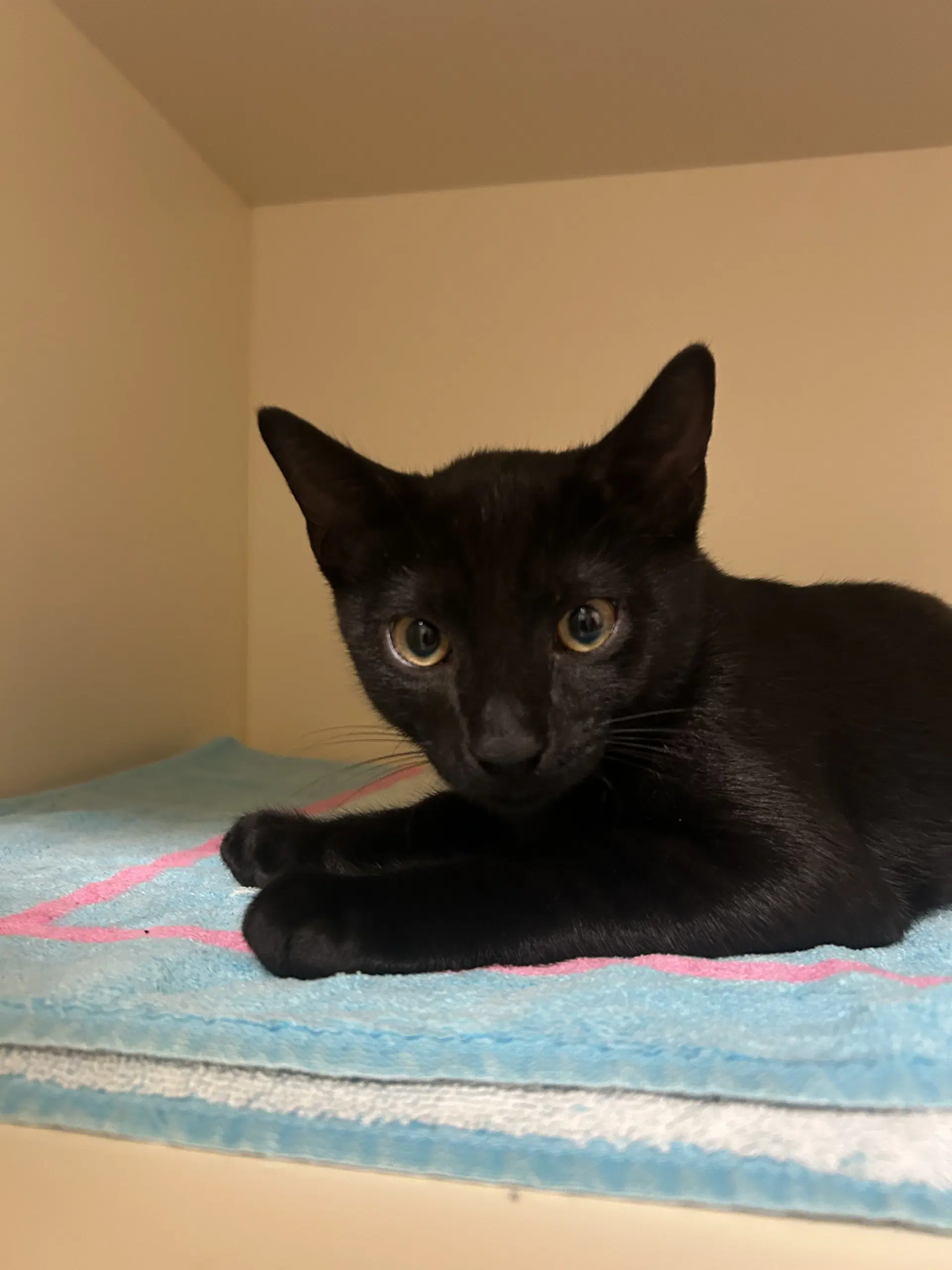 Ren - Domestic Short Hair