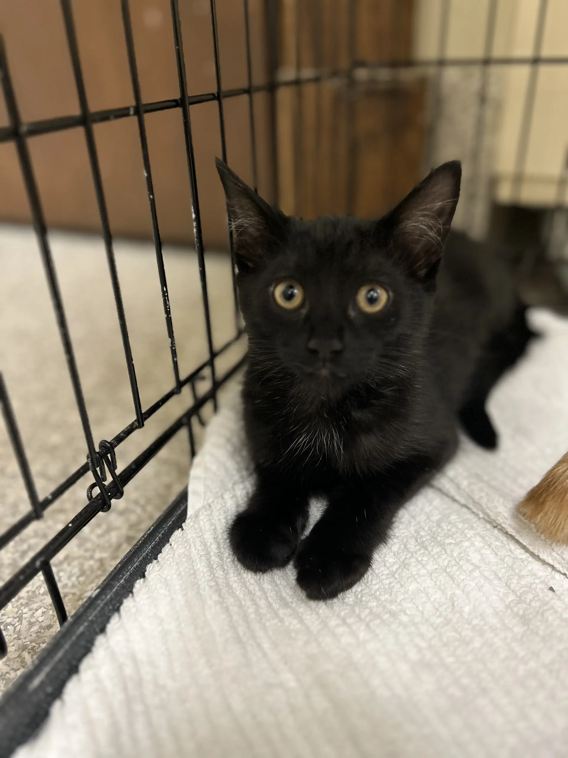 Blackie - Domestic Short Hair