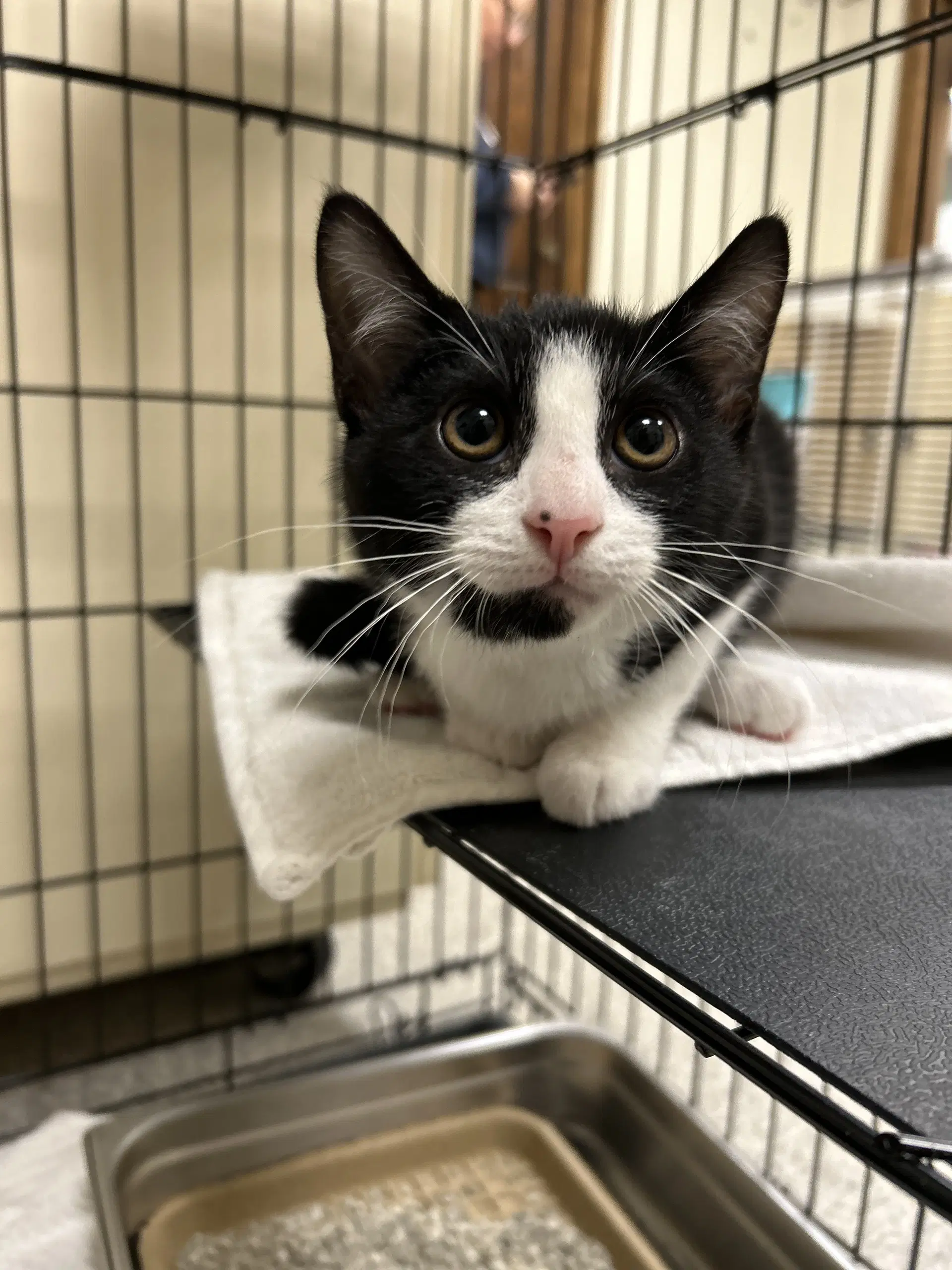 Tuxedo - Domestic Short Hair