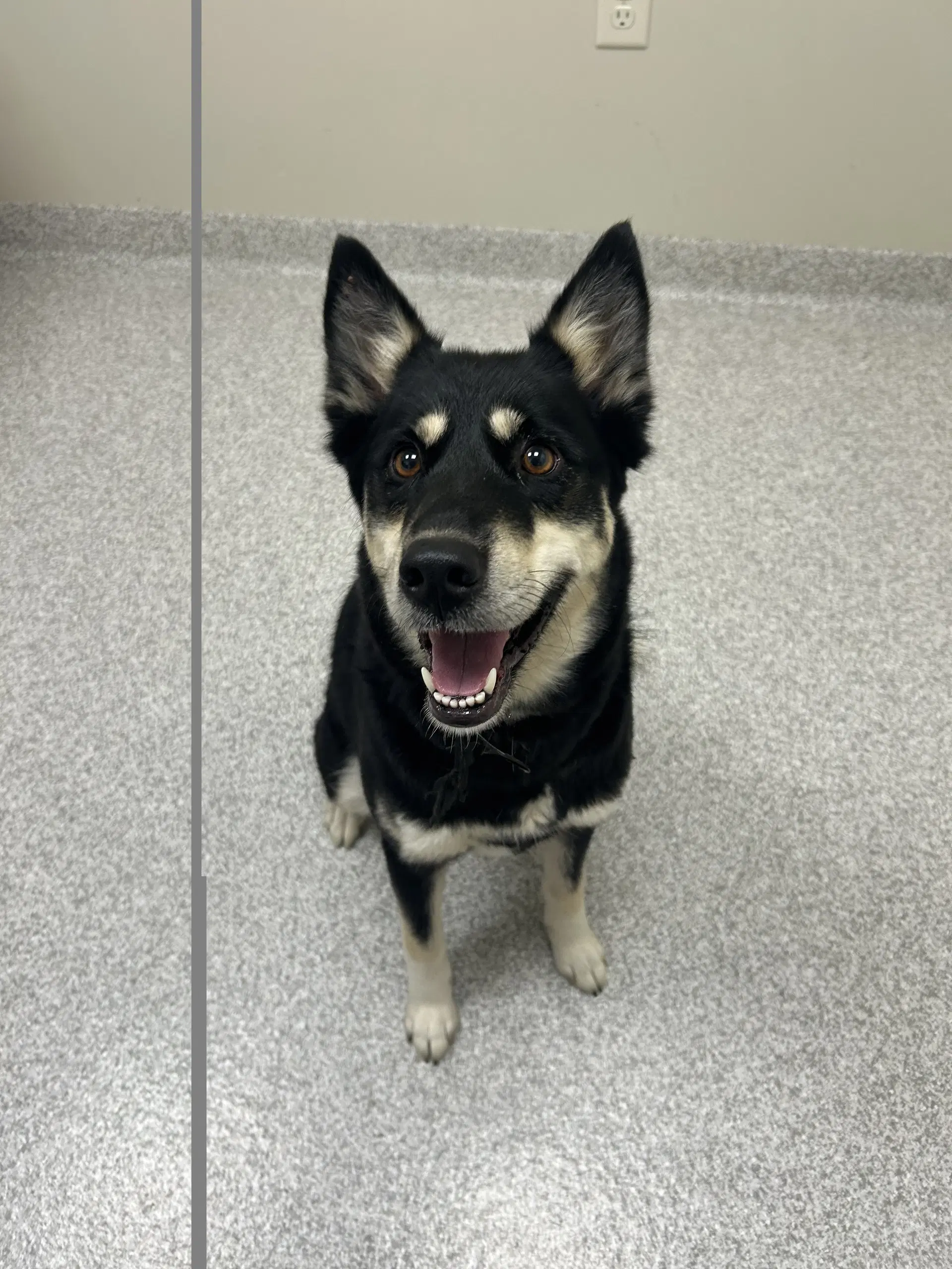 Raya - English Shepherd