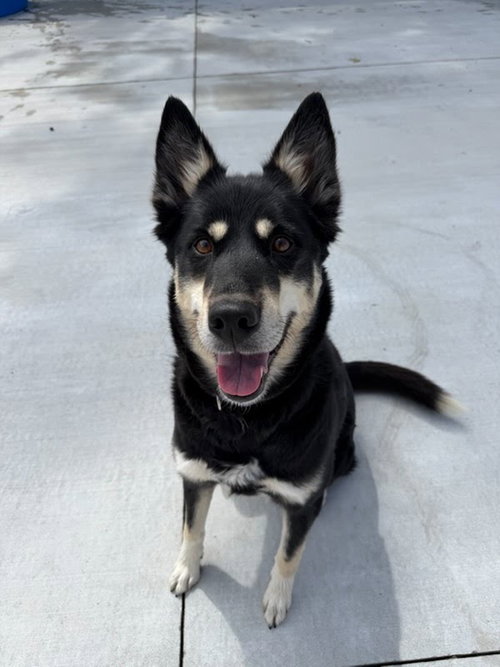 picture of the dog needing adoption