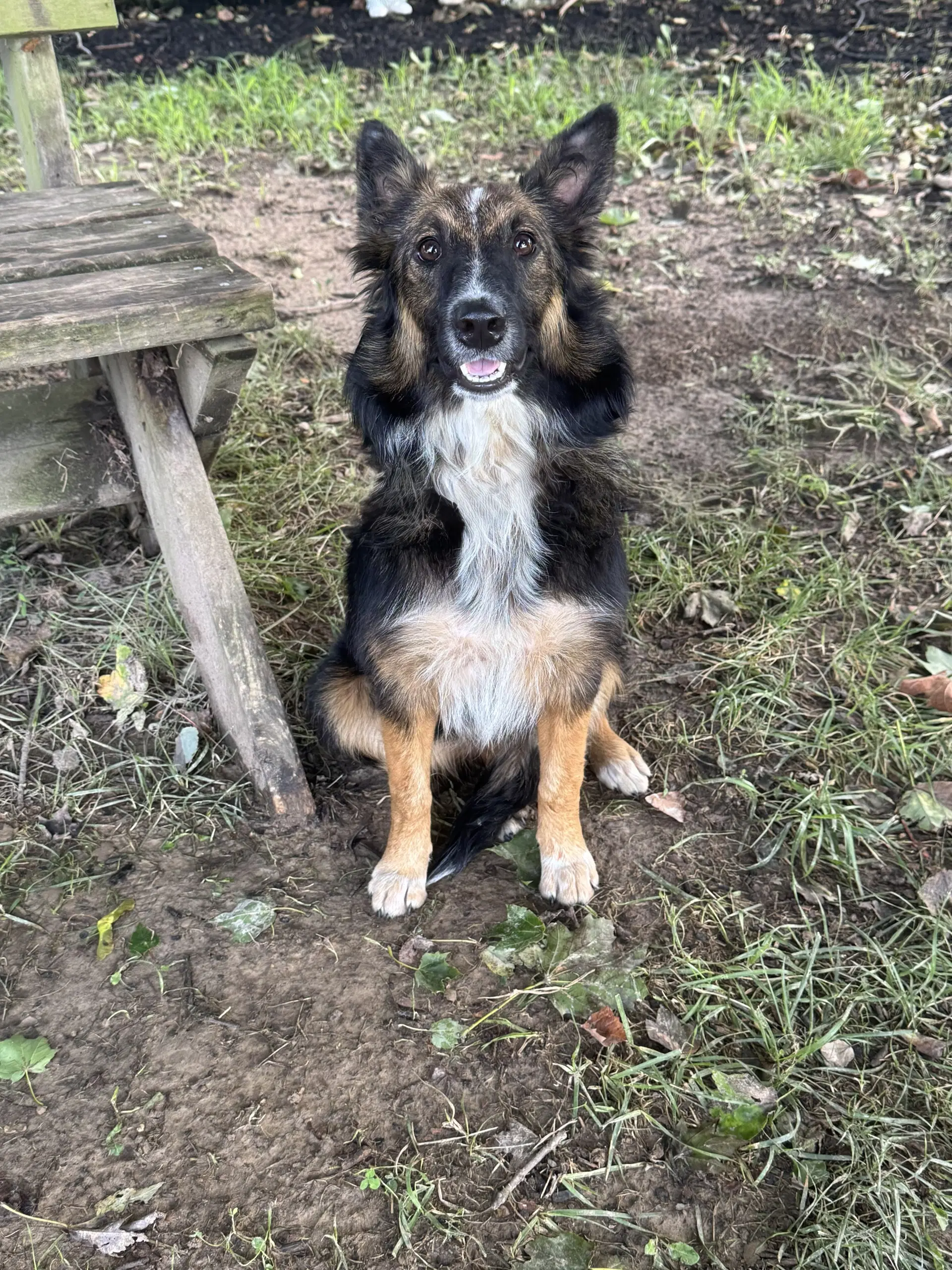 Uvi - Australian Shepherd