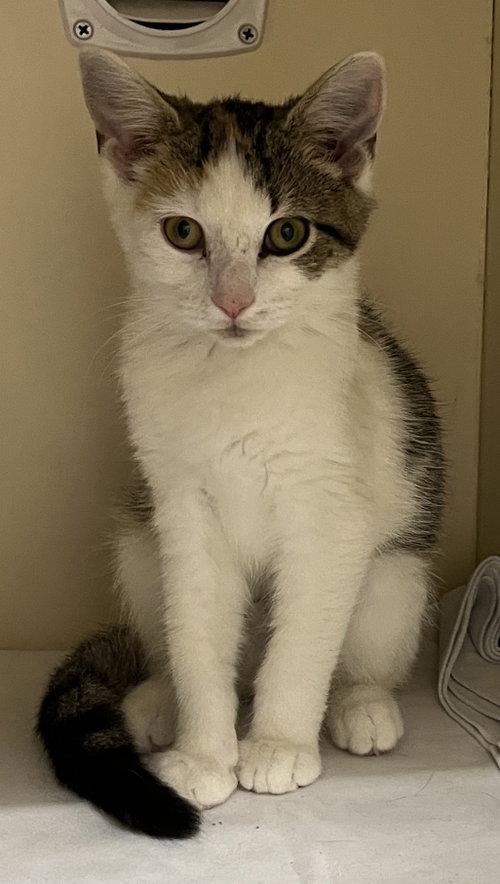 Thomasina, a cat for adoption from Pet Pantry of Lancaster County, Inc.