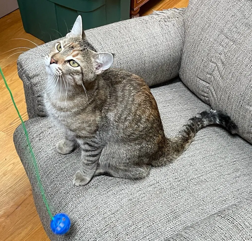 Mum - Domestic Short Hair