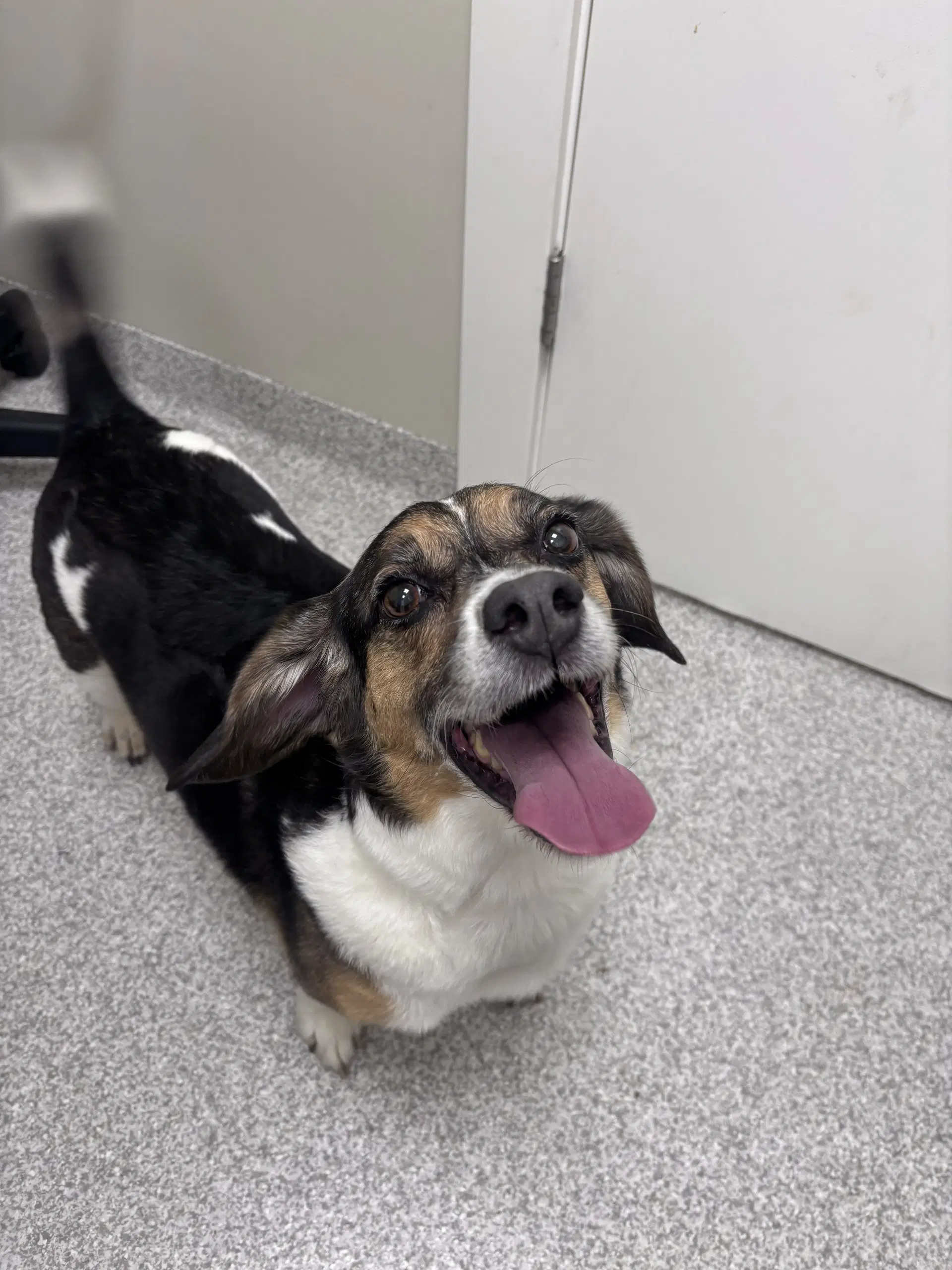 Max - Beagle