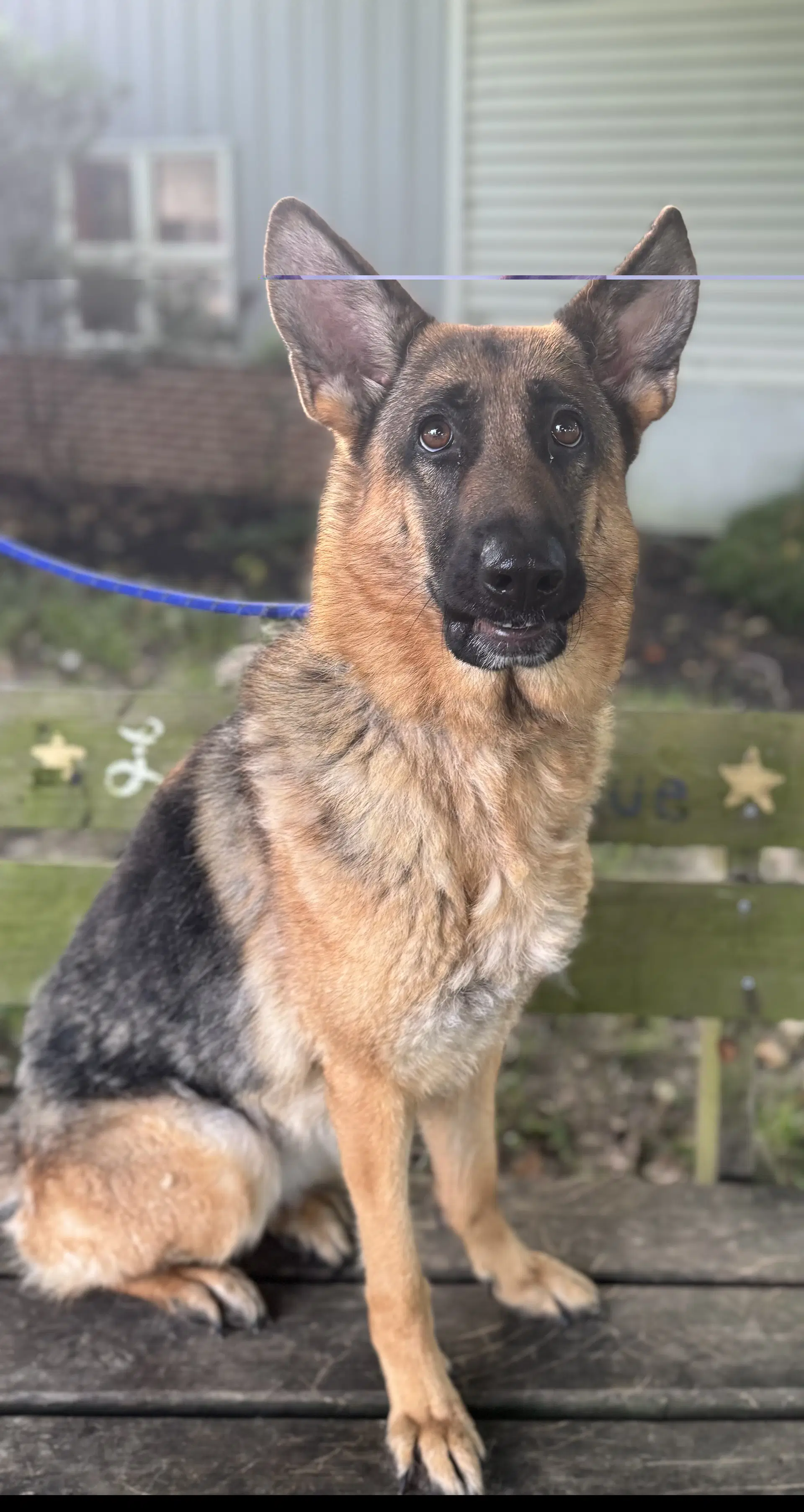 Korra - German Shepherd Dog