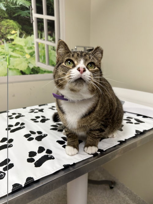 Missy, a cat for adoption from Pet Pantry of Lancaster County, Inc.