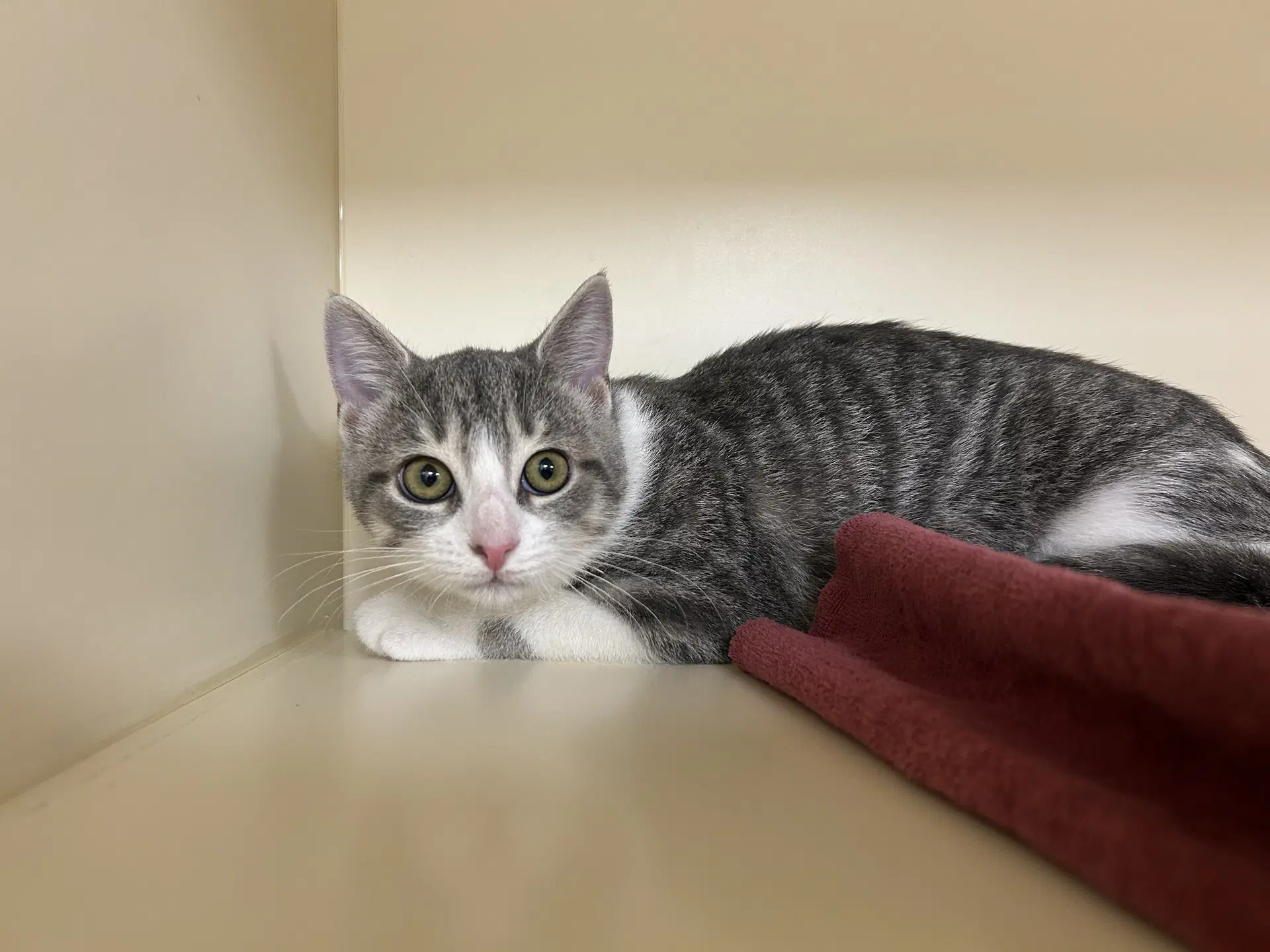 Lilly - Domestic Short Hair