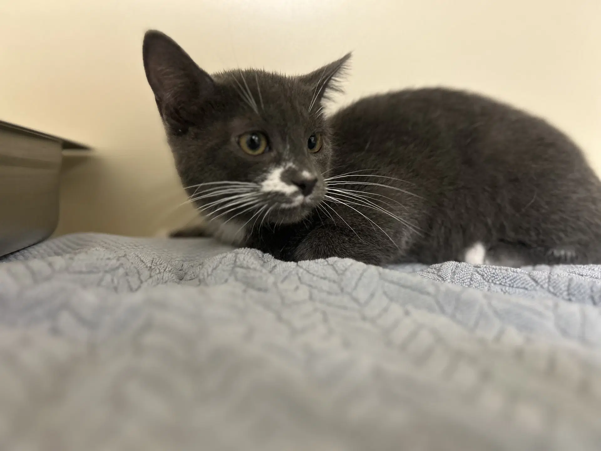 Asher - Domestic Short Hair