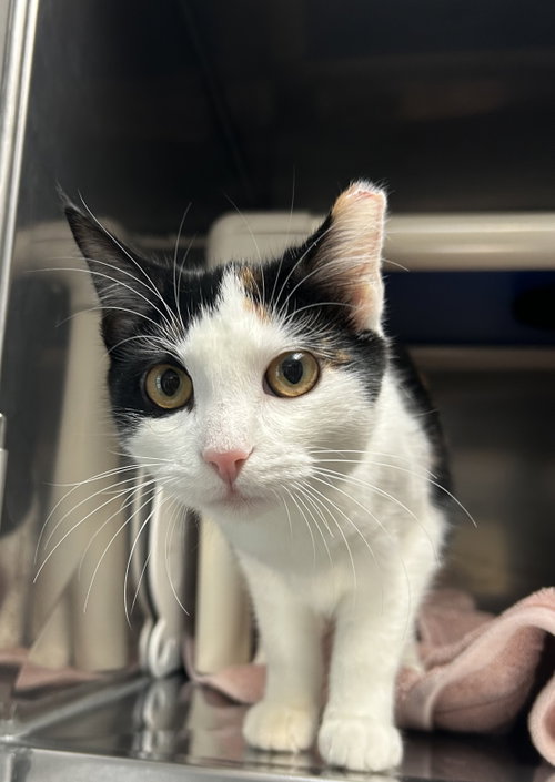 Skipper, a cat for adoption from Pet Pantry of Lancaster County, Inc.