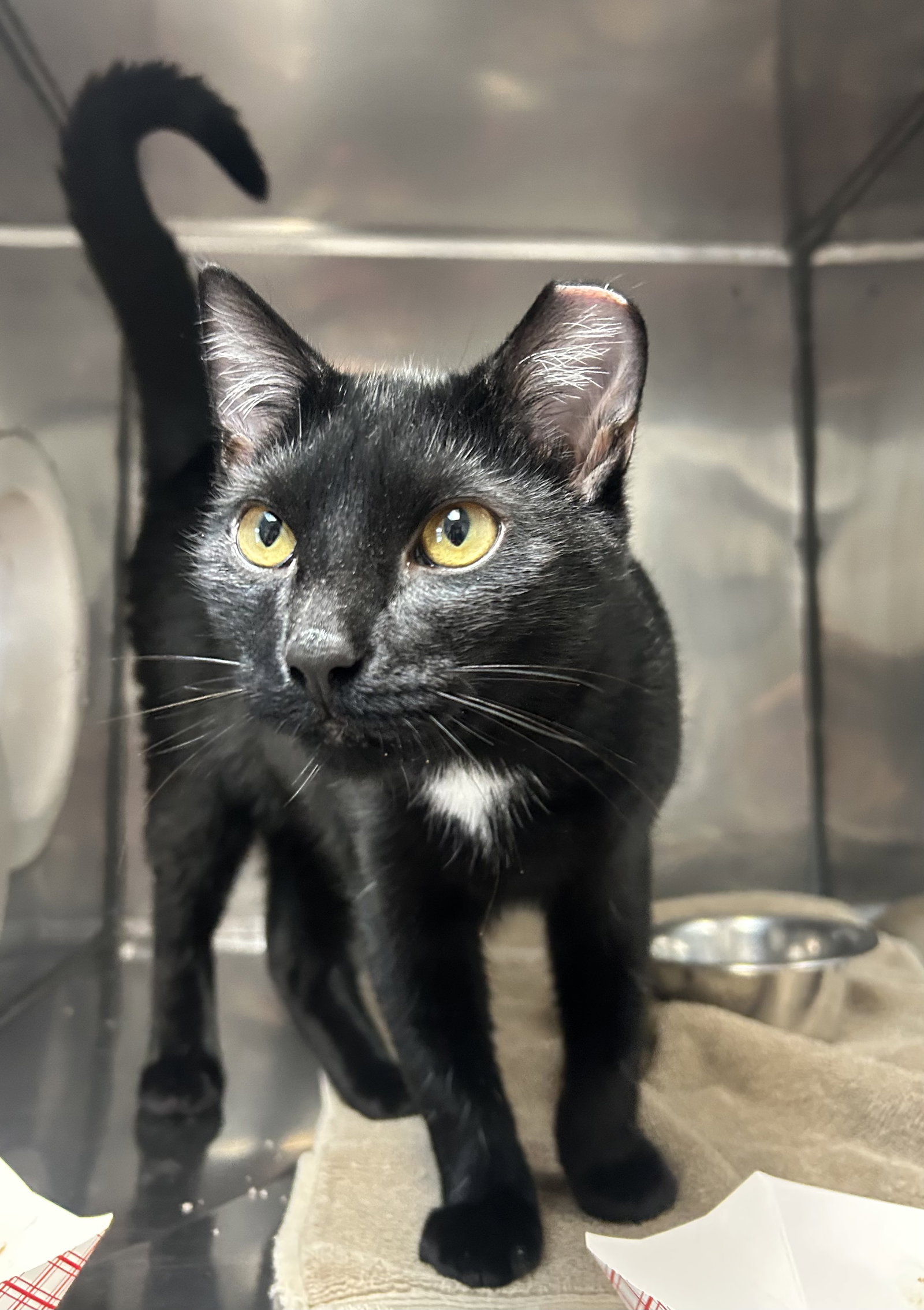 Kipper, Domestic Short Hair