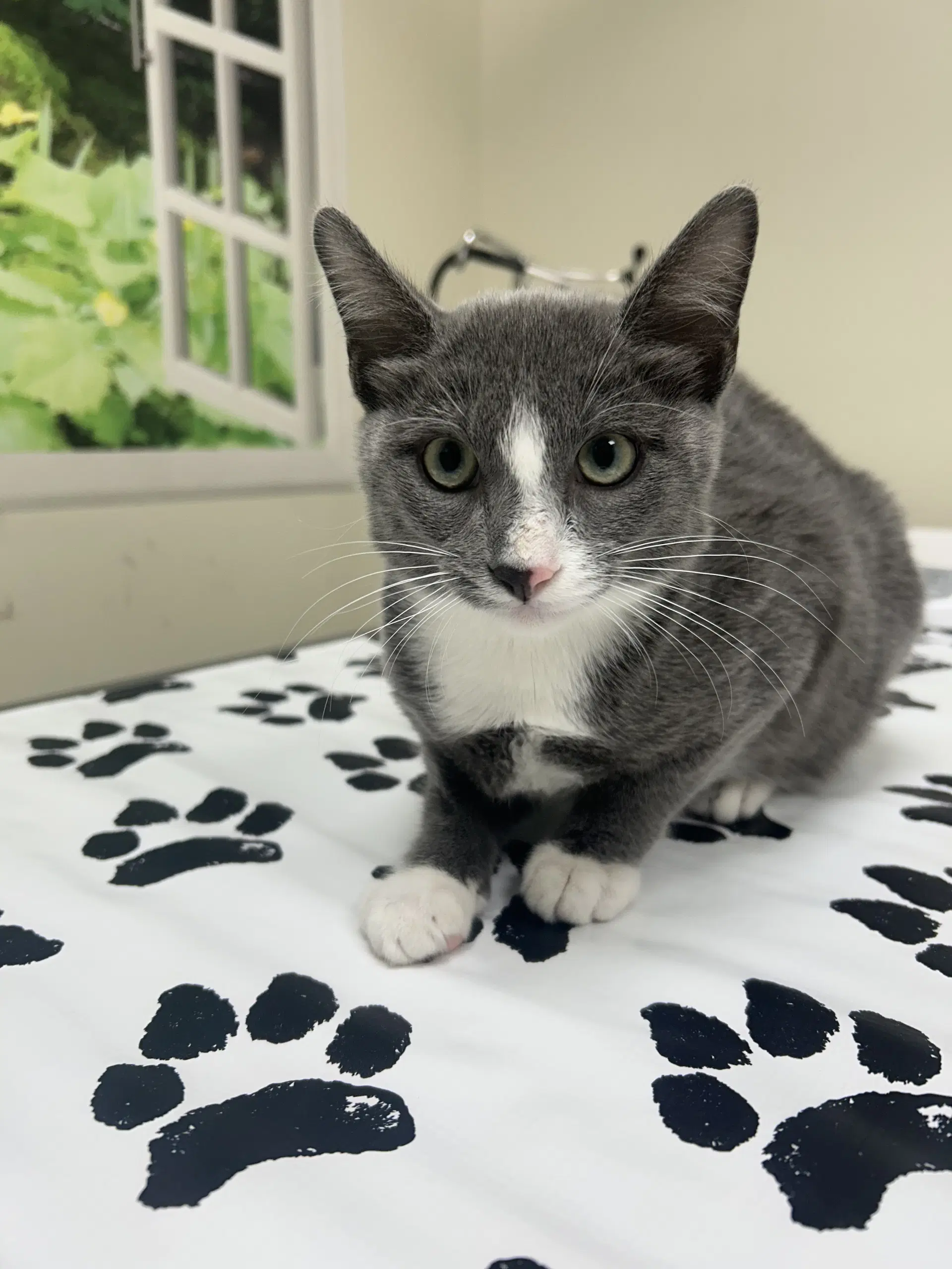 Pipsqueak - Domestic Short Hair