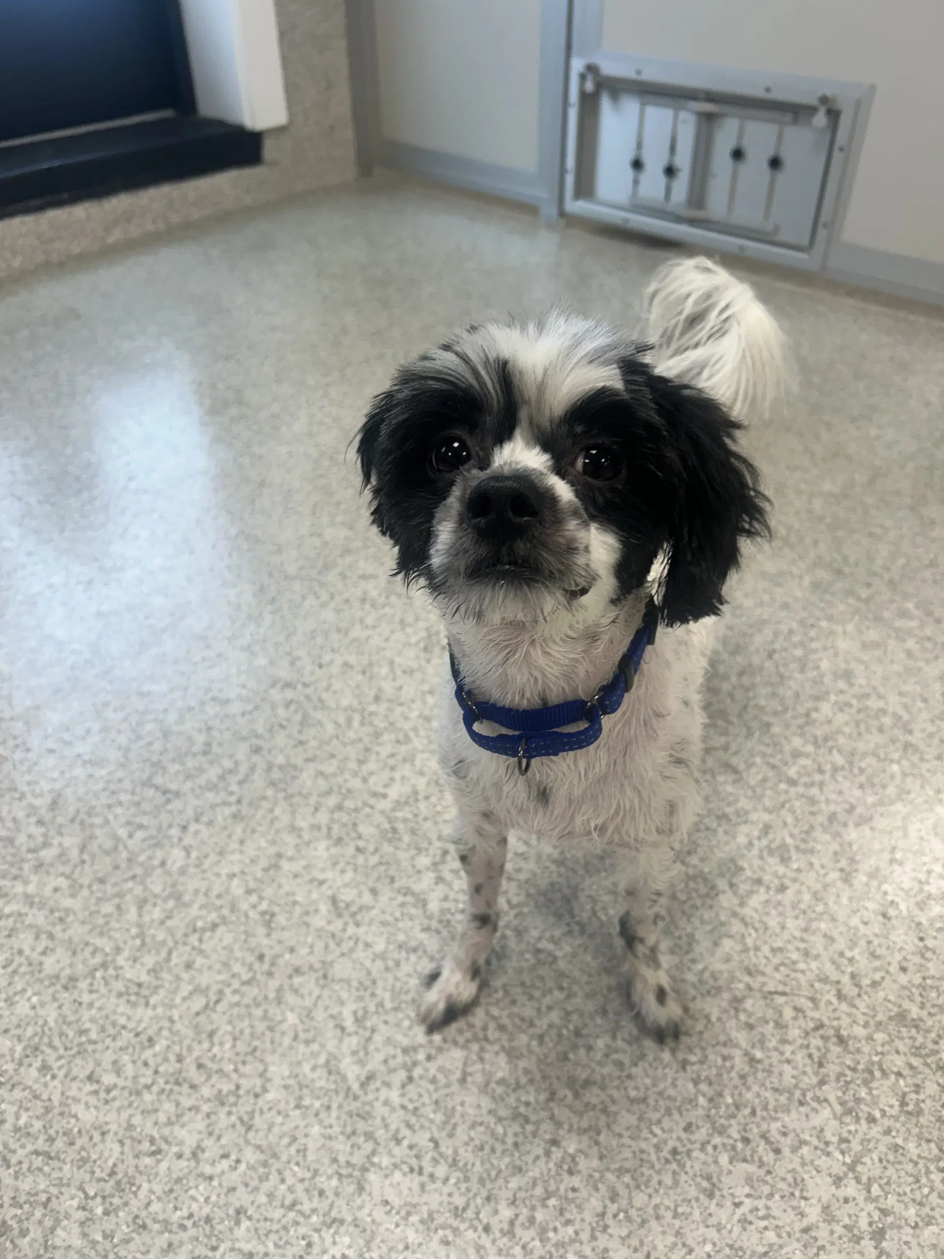 Spyro - Shih Tzu