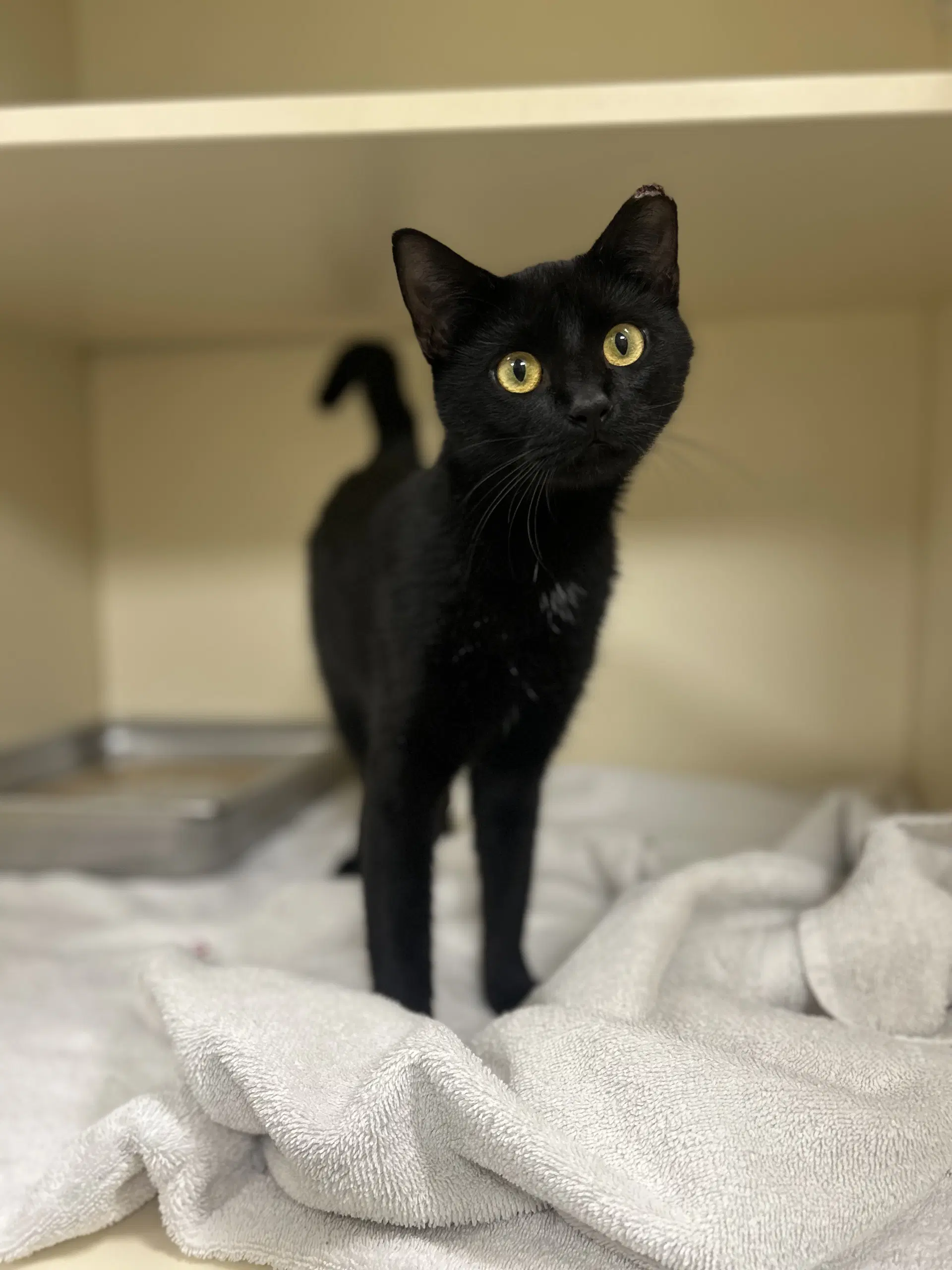 Lucky Charm - Domestic Short Hair