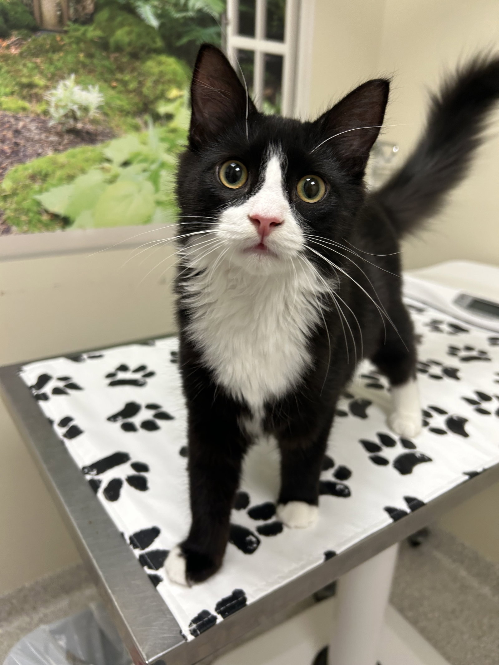 Hallow, Domestic Medium Hair
