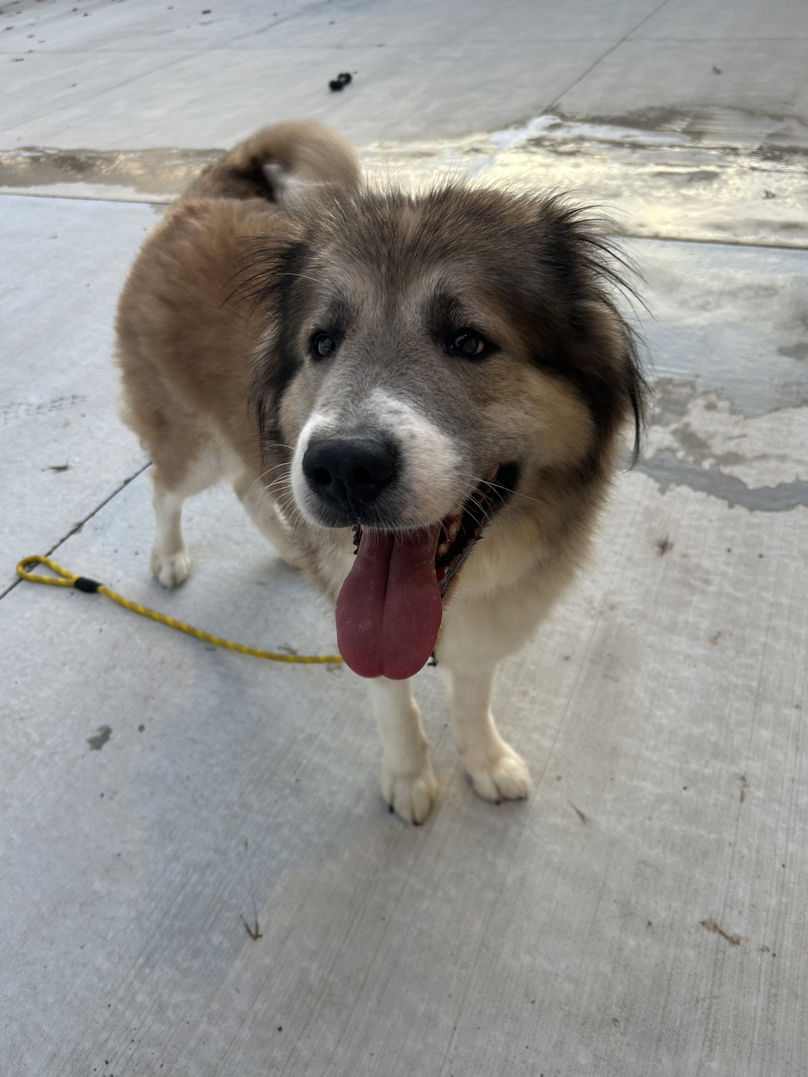 Poptart, Great Pyrenees